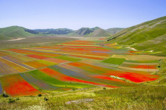 fioritura a Castelluccio